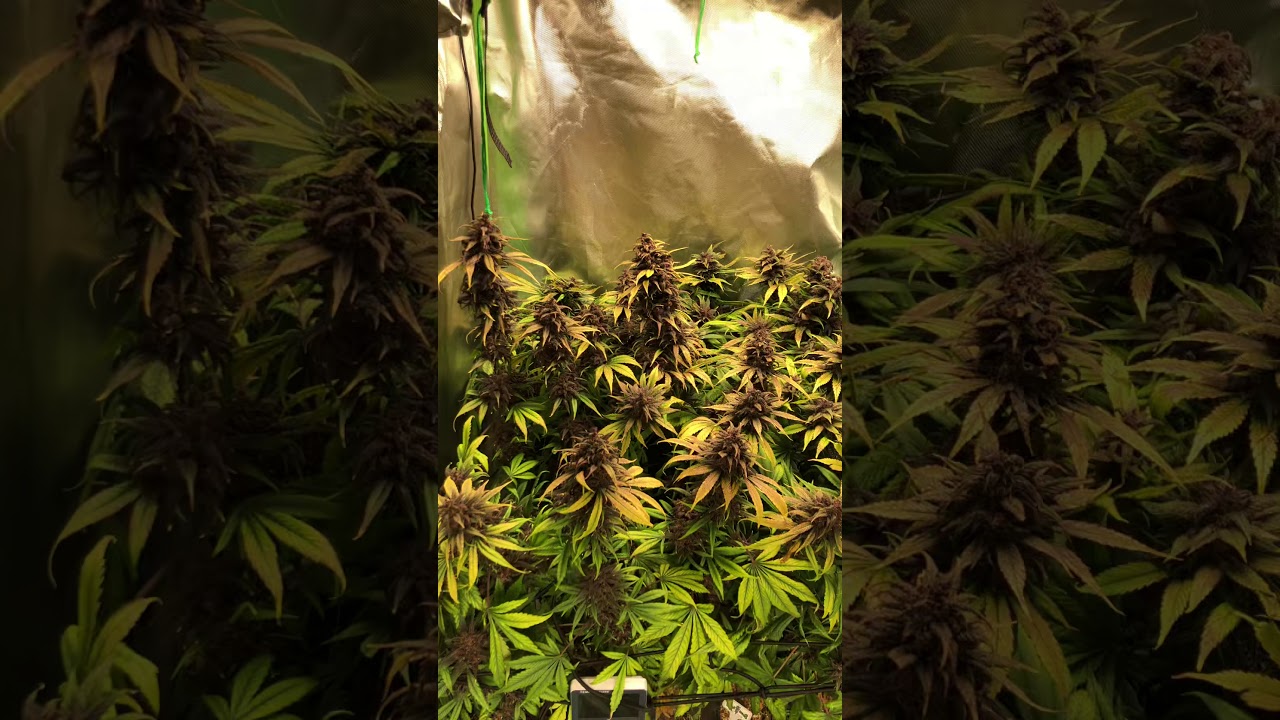 Sweet seeds dark devil mars ts1000 grow
