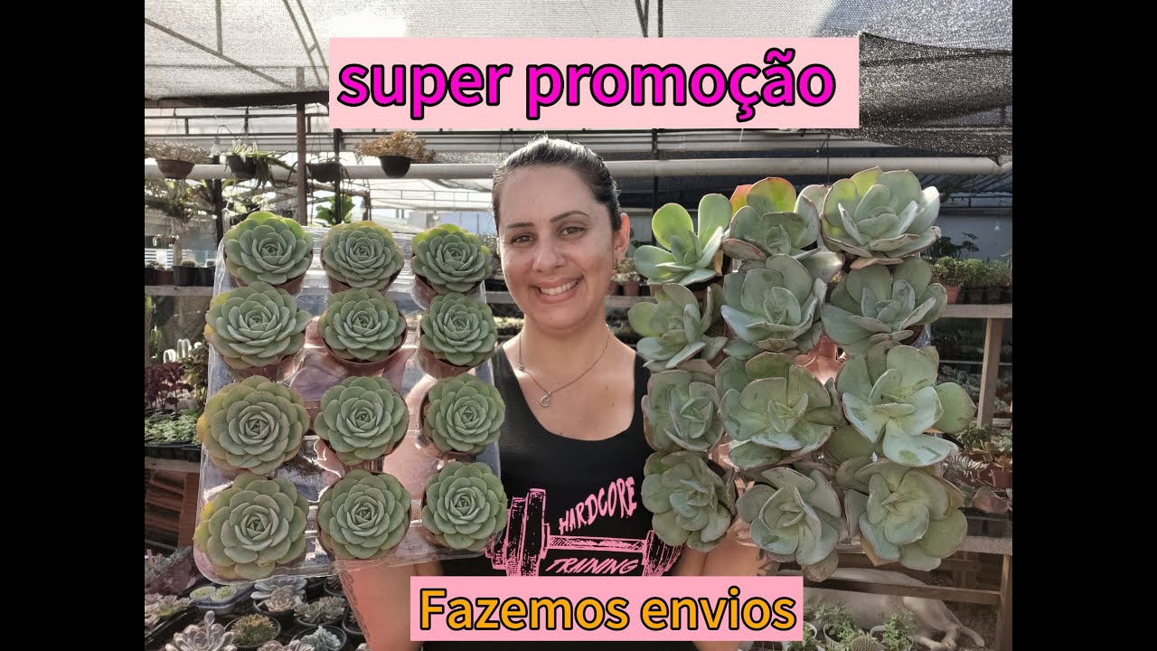 Live Tube somos de Joinville SC. ÁLBUM NOVO, Válido ate 01/03/25 ou enquanto durarem estoque.
