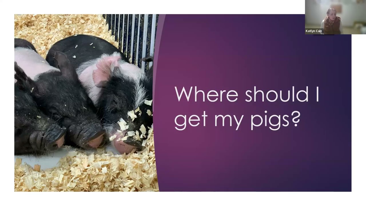 Hit the ground running: Starting Your Swine Project Strong