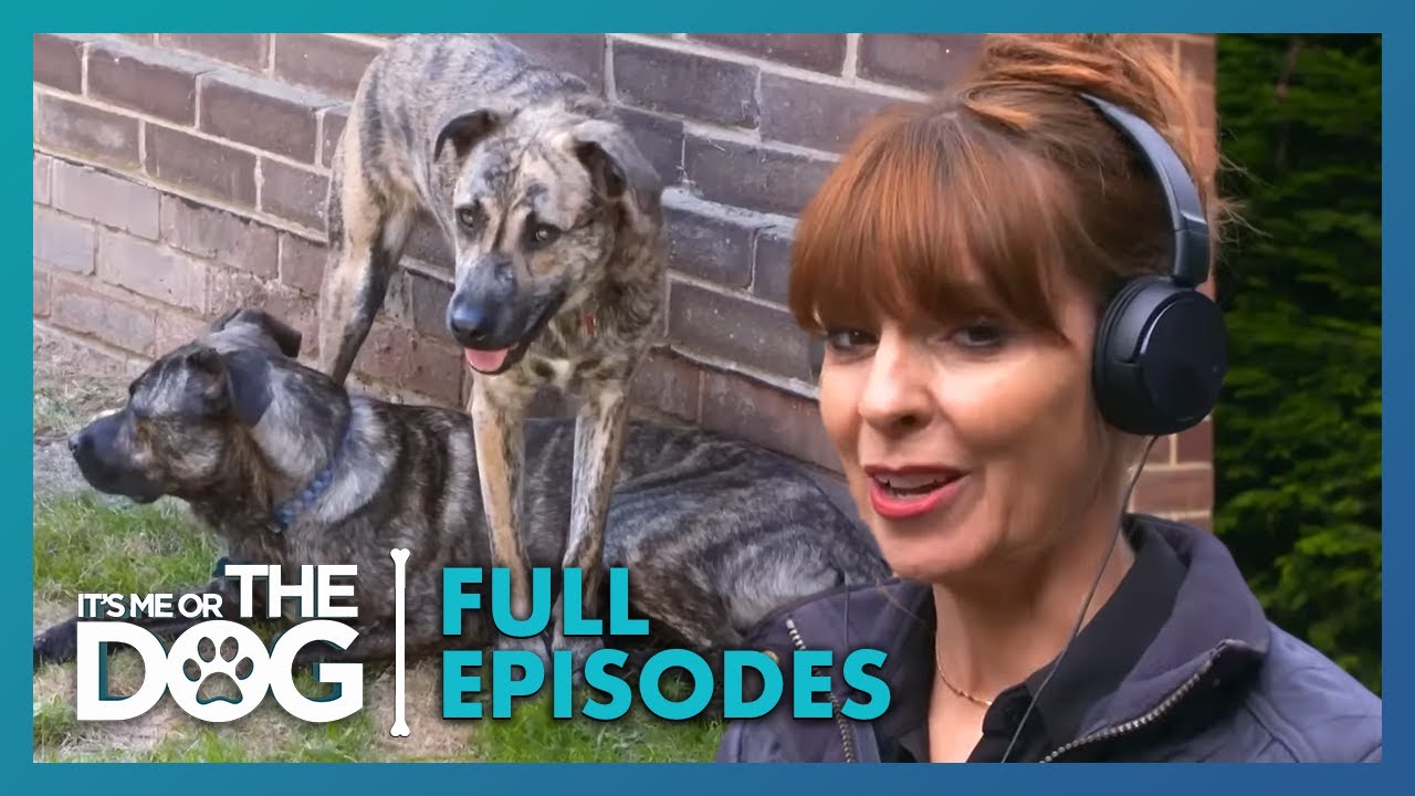 Taming Kylo & Ren's Aggression and Anxiety | Full Episode | S1E14 | It's Me or the Dog UK (2021)