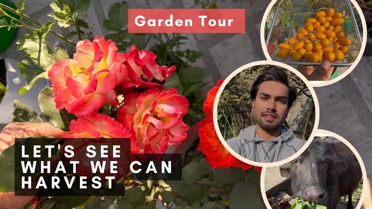 Garden Tour Part 2 || Sunday Vlog || Garden harvest 🥬🫛🍆🥕