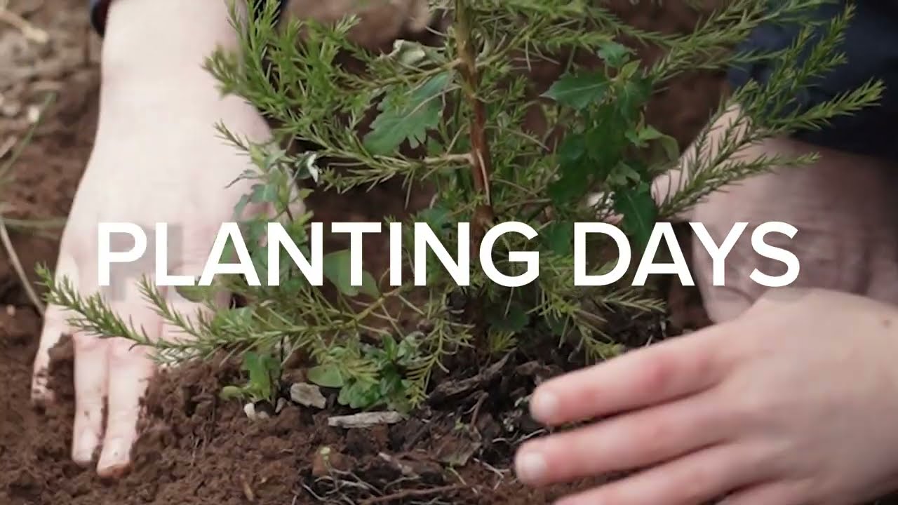 Giant Sequoia Planting Days with The Great Reserve