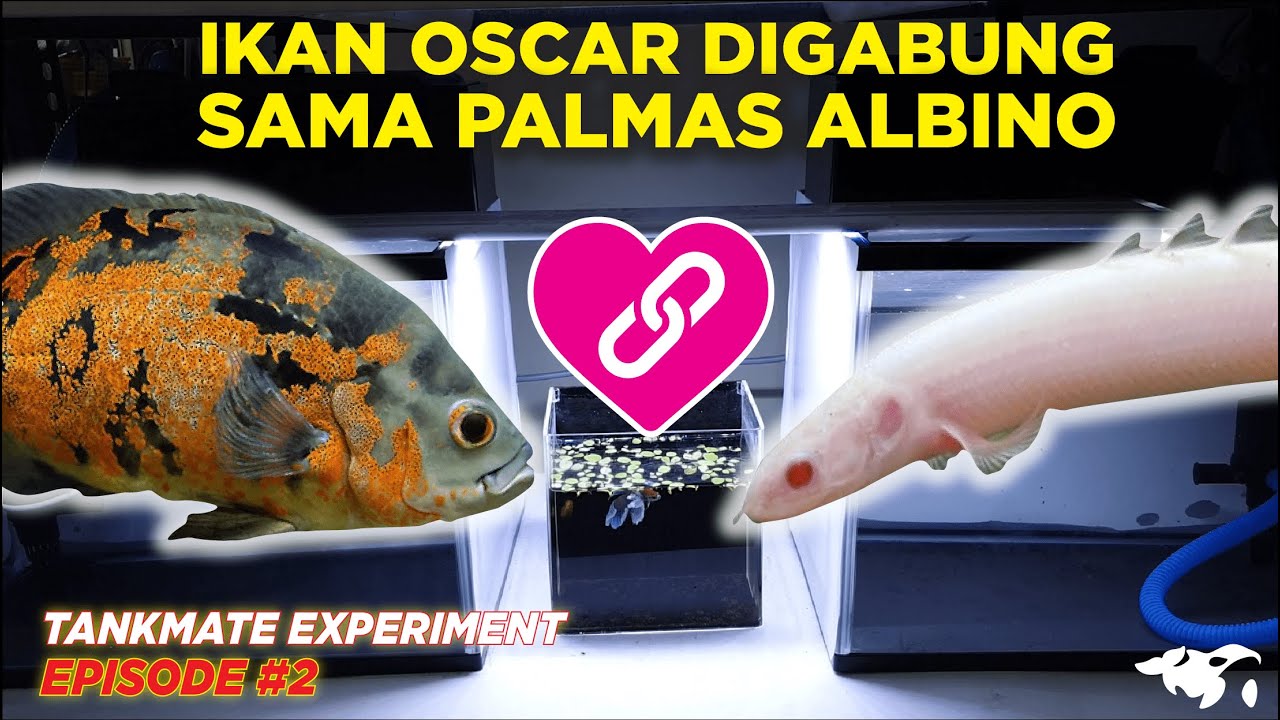 #EPS02 TANKMATE EXPERIMENT l APA JADINYA IKAN OSCAR TIGER DIGABUNG SAMA PALMAS ALBINO ?