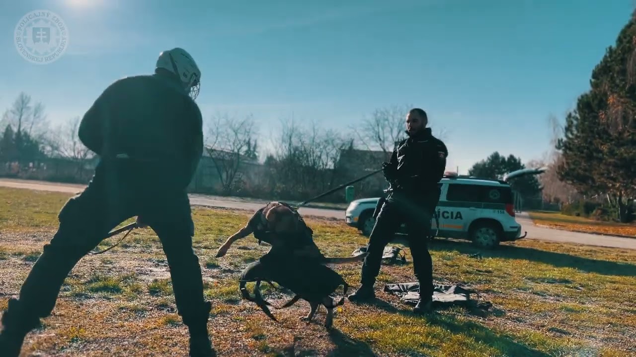 NAJLEPŠÍ POLICAJNÝ PES (2.): TOTO JE INKARIE Z NITRIANSKEHO KRAJA