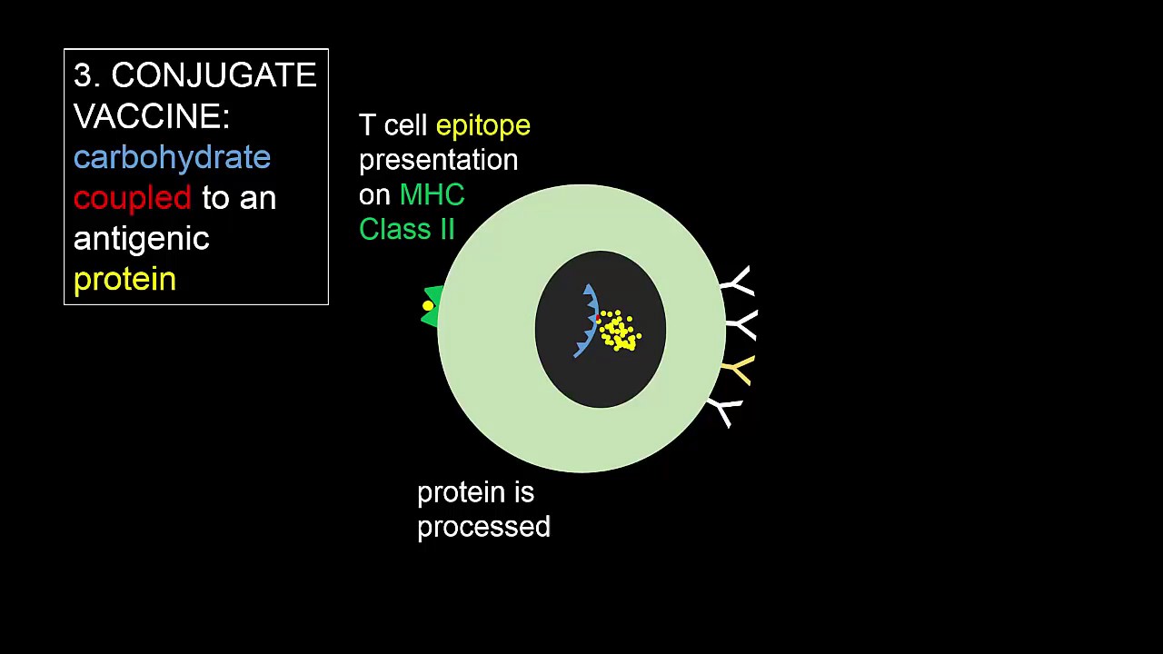 T-independent and T-dependent activation of B cells