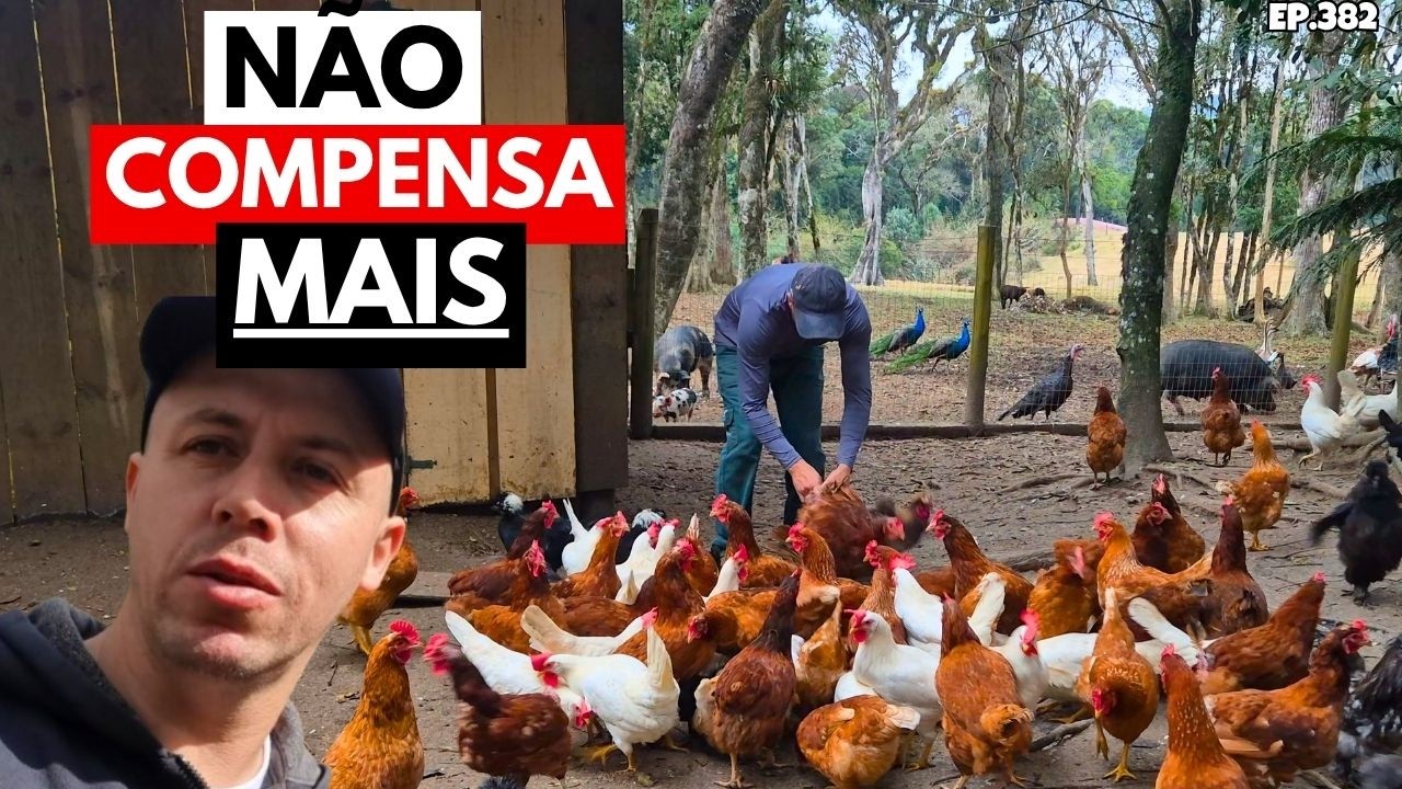 NÃO COMPENSA MAIS, SEPARANDO AS GALINHAS POEDEIRAS QUE NÃO BOTAM EP382
