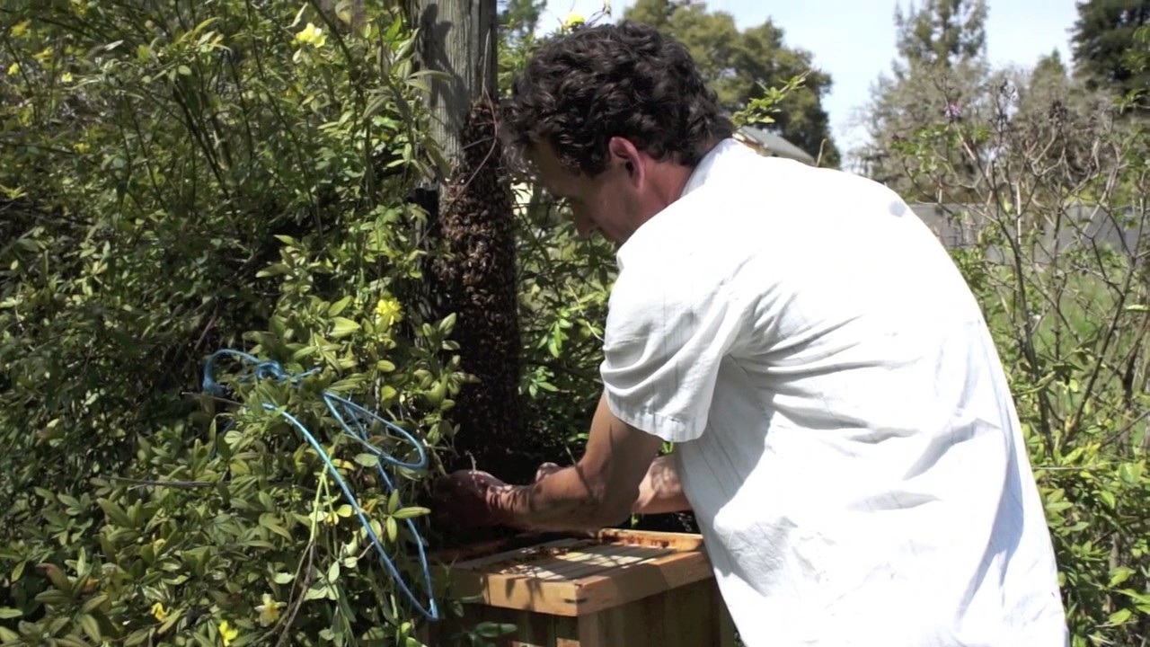Beehive and Wasp Removal Euless TX