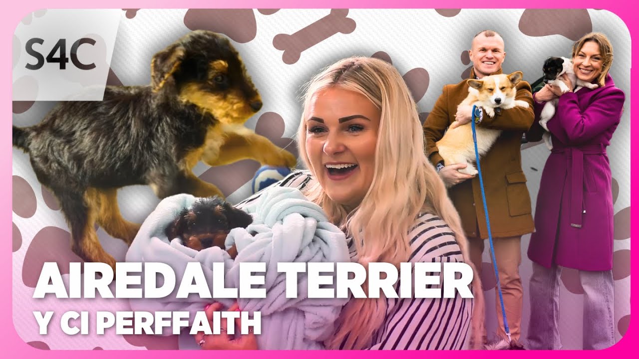 Airedale Terrier | The Perfect Puppy! | Y Ci Perffaith | S4C