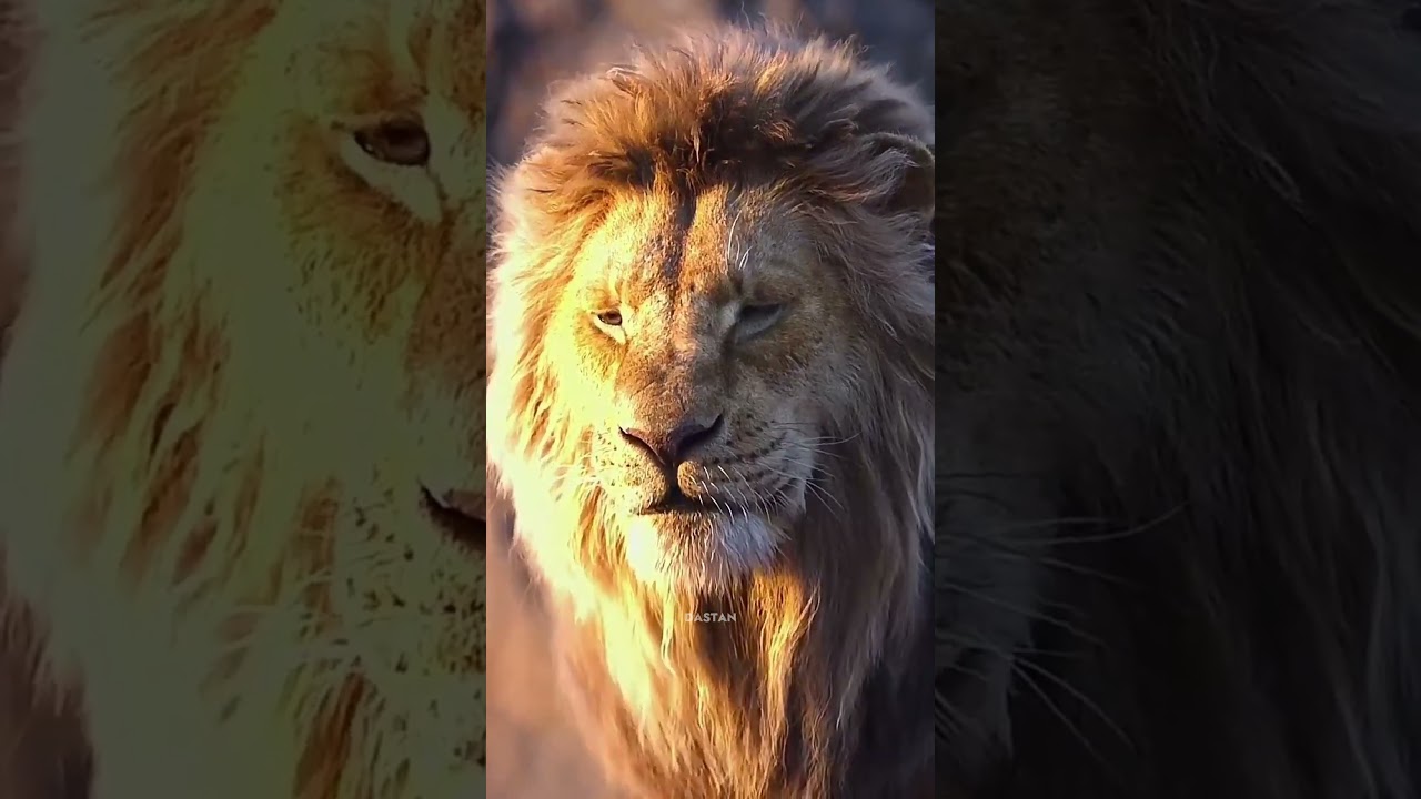 This Is Real Animal Sounds