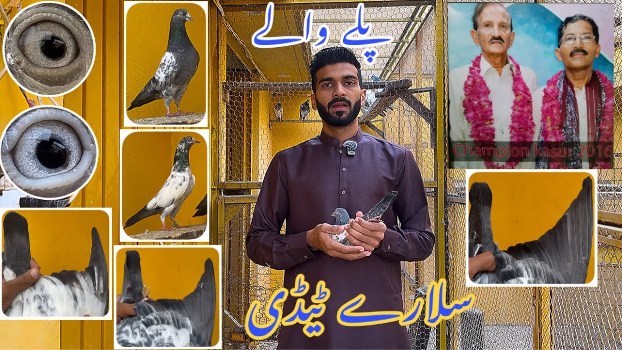 پلے والے||سلارے ٹیڈی||شاندار رزلٹ کے مالک||2025میں اسٹامپ میں اُڑ چکے 