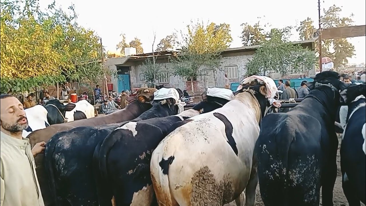 اسعار العجول الذكوره اللحم البقري في سوق طنطا غربيه يوم 3/6/2024
