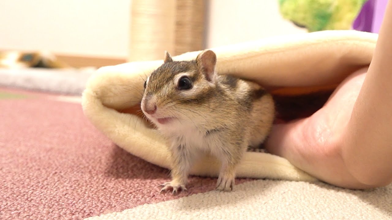 ふかふかベッドをシマリスにあげたと思ったら飼い主が弄ばれていた件
