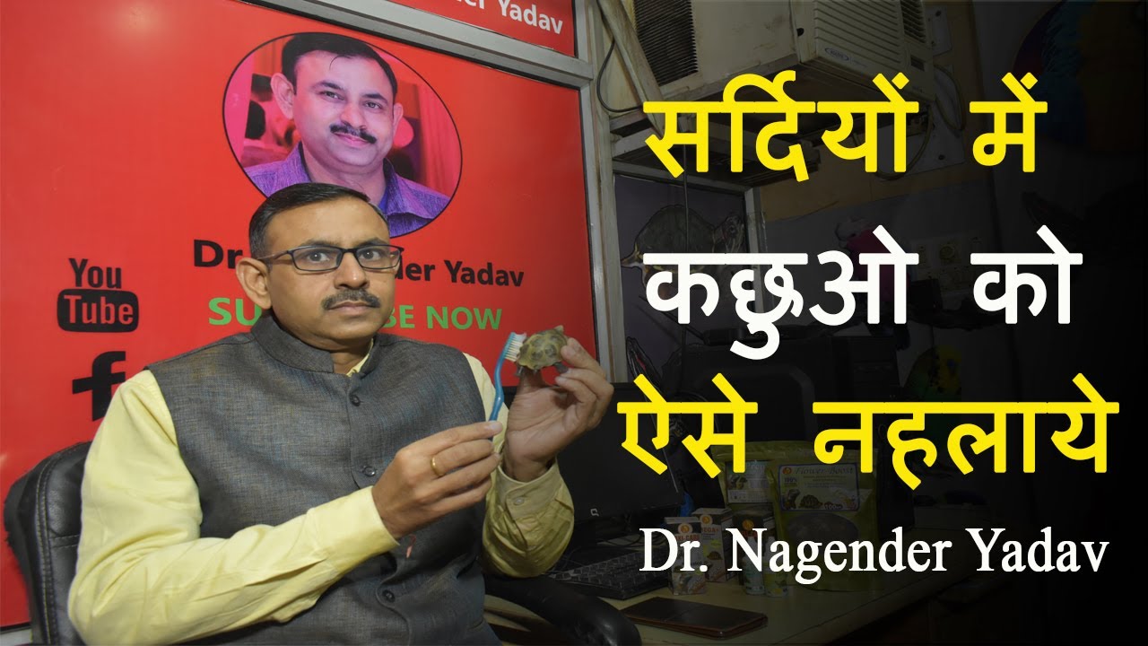 सर्दियों में कछुओ को नहलाने का आसान तरीका || क्या खिलाये || कैसे देखभाल करे || Dr Nagender Yadav