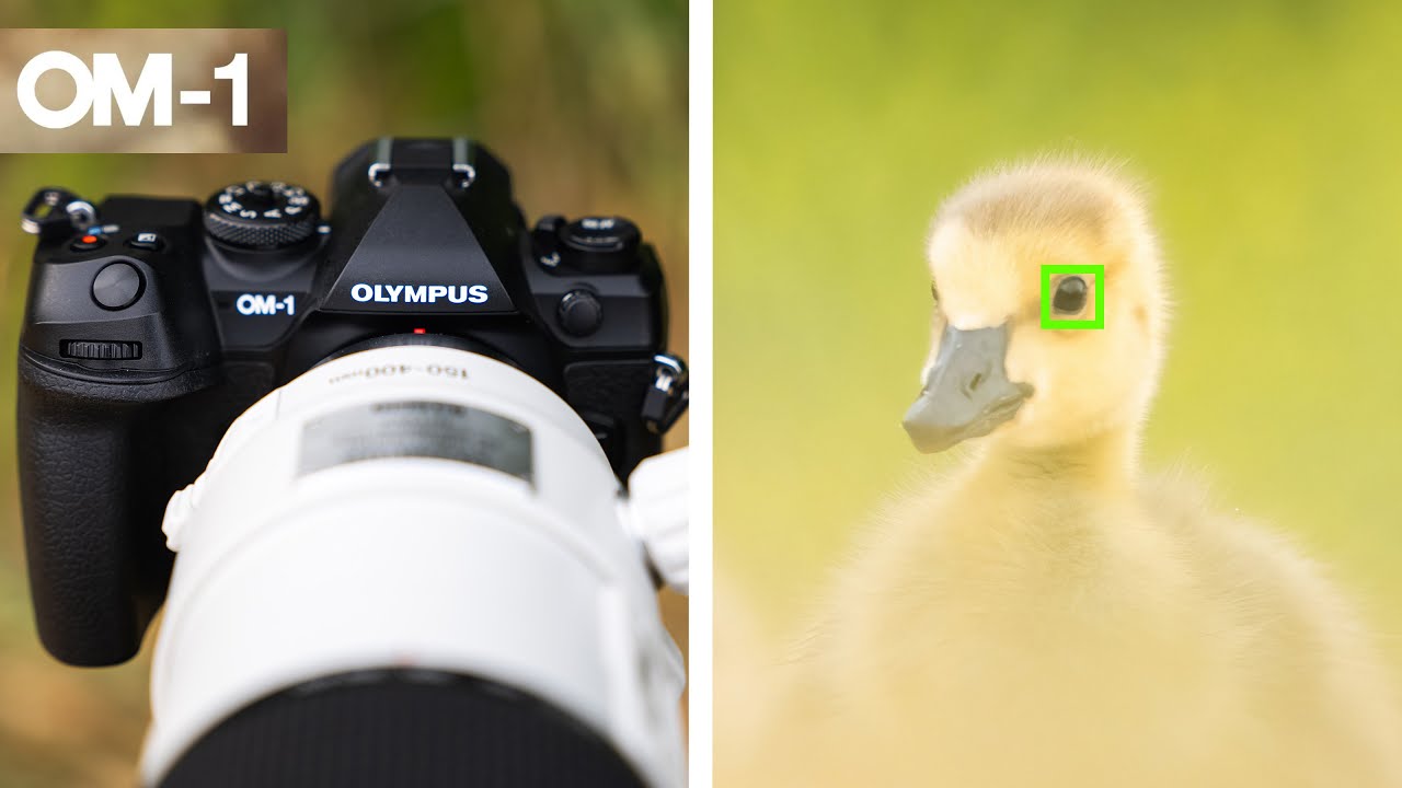 Обзор OM-1 для фотографирования дикой природы и птиц
