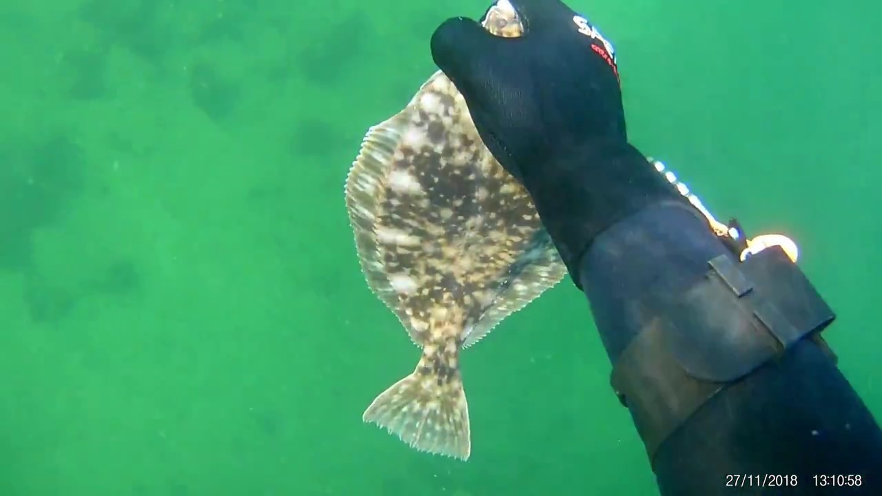 UV-Jagt Thurødæmningen 27/11-18 Spearfishing Denmark