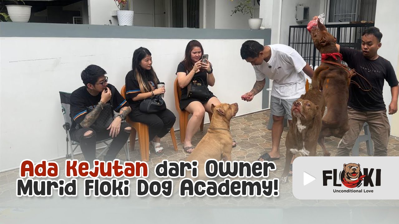 OWNER MURID DI FLOKI DOG ACADEMY, DATANG KASH KEJUTAN BUAT FLOKI DAN MUSSO ‼️