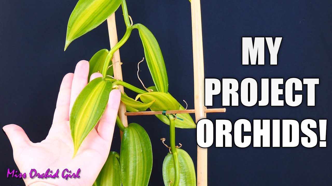 Project Orchids Updates - Vanilla, saved Phalaenopsis keiki, seedlings & more!