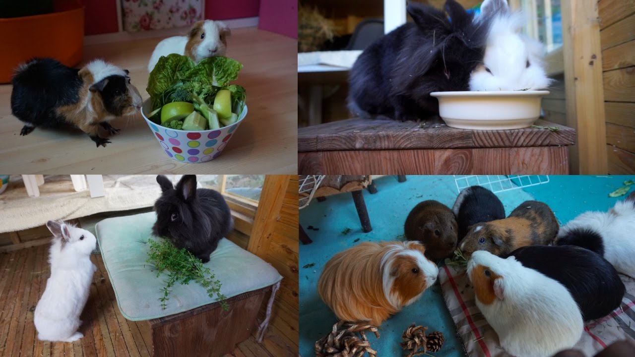 What I Feed The Rabbits & Guinea Pigs