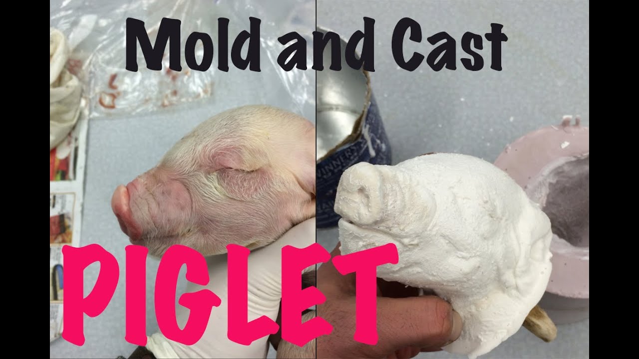 Piglet Taxidermy, mould and carve from scratch...still born piglet.