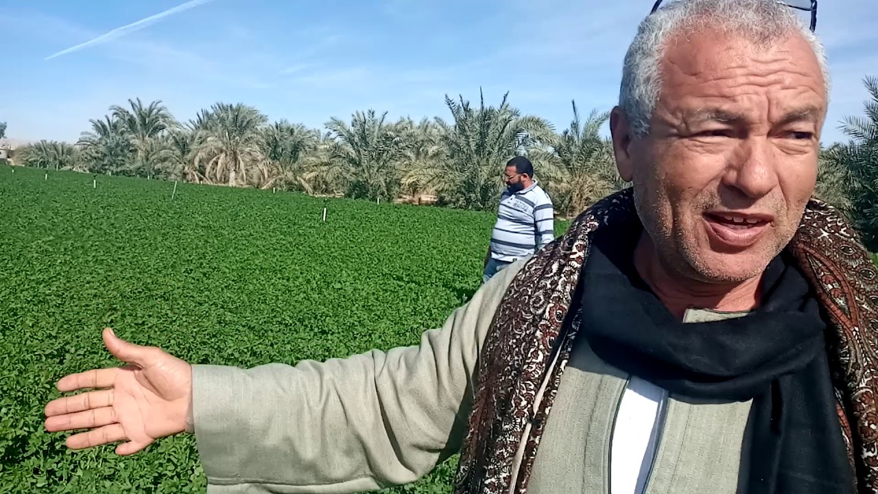 سماد نوفا بلس للبرسيم الحجازي من اسيوط الجديده مزرعة الشيخ عبد النعيم