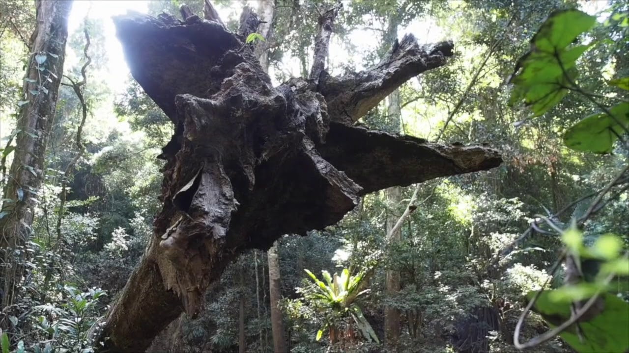 BIG SCRUB RESTORATION, AUSTRALIA - SERA AWARD FOR RESTORATION EXCELLENCE WINNER 2016