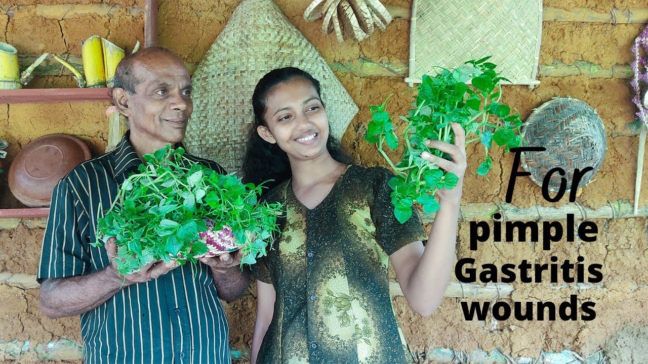 How to cooking Peperomia pellucida recipe easy ways.Shiny bush recipe,diya thippili recipe tutorial