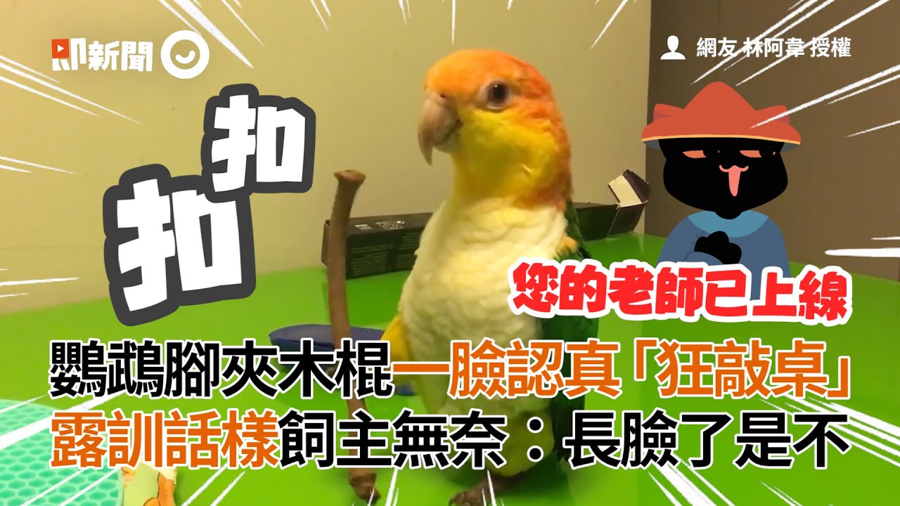 鸚鵡腳夾木棍狂敲桌露訓話樣　飼主：長臉了？｜凱克鸚鵡｜鳥｜寵物