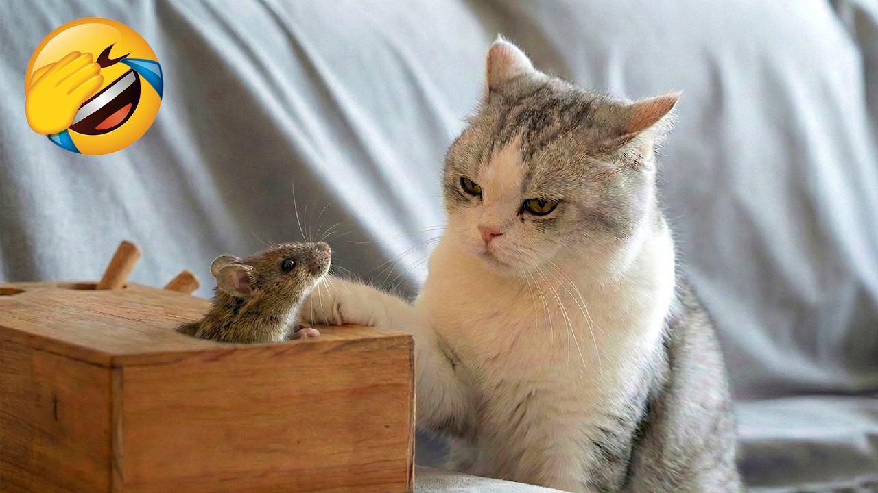 276 Hilarious Cats and Dogs Moments 2026 😂🤣 Best Funny Cats and Dogs Videos 😹🐶