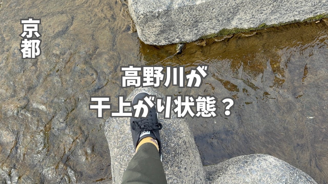 【京都】ニュースで見た干上がった高野川を実際に見に行く！