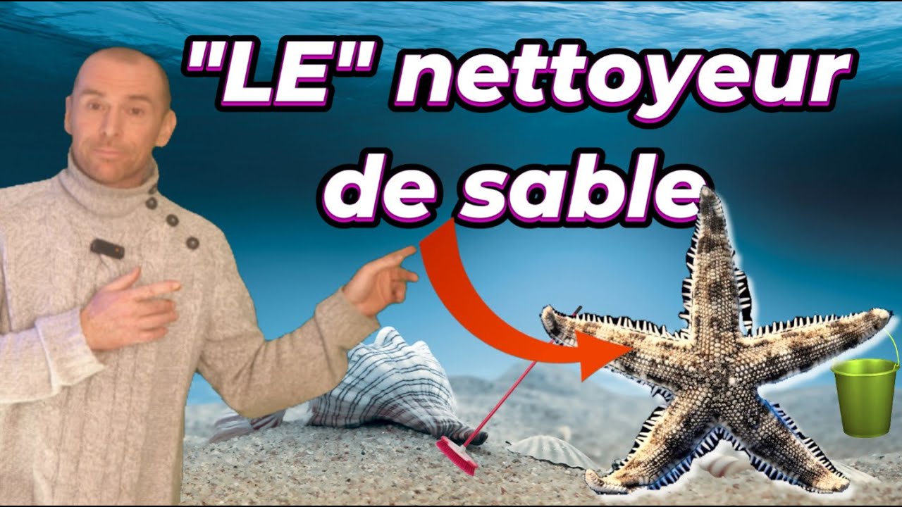 Les ALLIERS du sable EP1: L' ARCHASTER TYPICUS