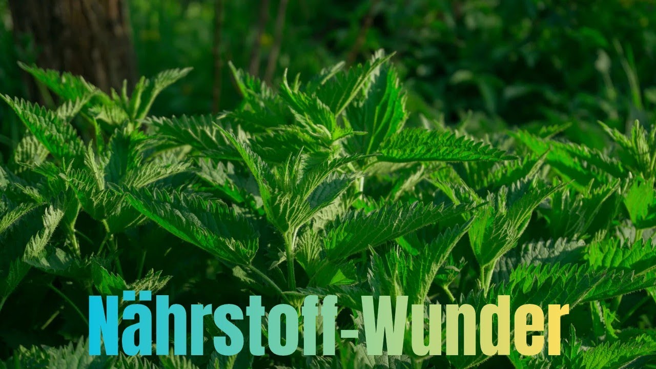 DIE BRENNNESSEL - EINE DER M&Auml;CHTIGSTEN PFLANZEN