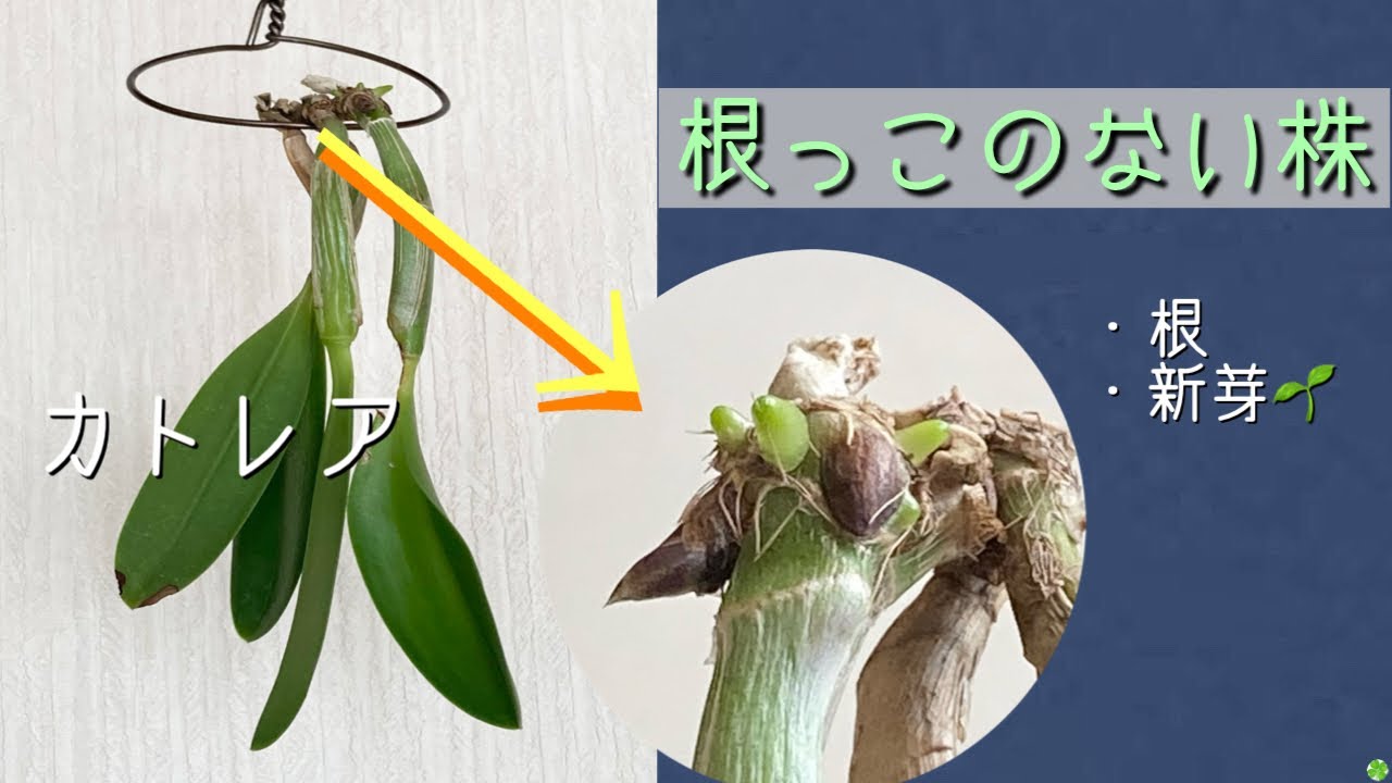 2023年8月14日　カトレア　２週間で根っこと新芽🌱が出てきた〜👍　バルブを持つカトレアやデンドロビュームの得意技！　何もしないでOK   ただ吊るしておくだけでOK