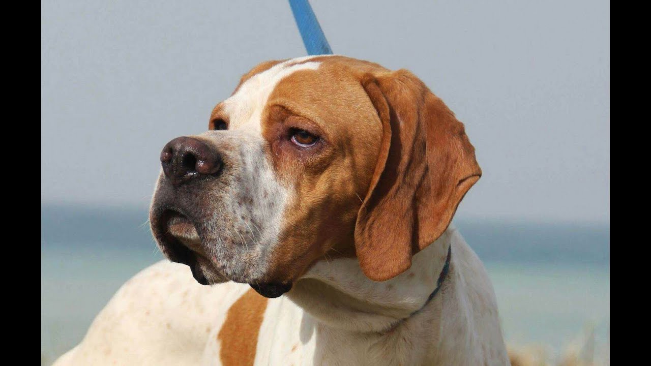 Pointer dog: JUMPER on quail !