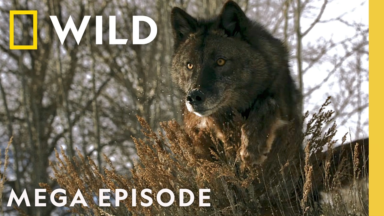 Tracking Yellowstone's Animal Kingdom | Wild Yellowstone MEGA Episode | Nat Geo Animals