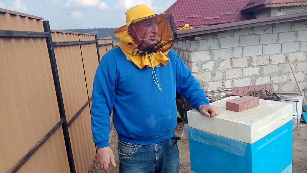 22.03.2023 Înoim turta proteică cu ultrabee...