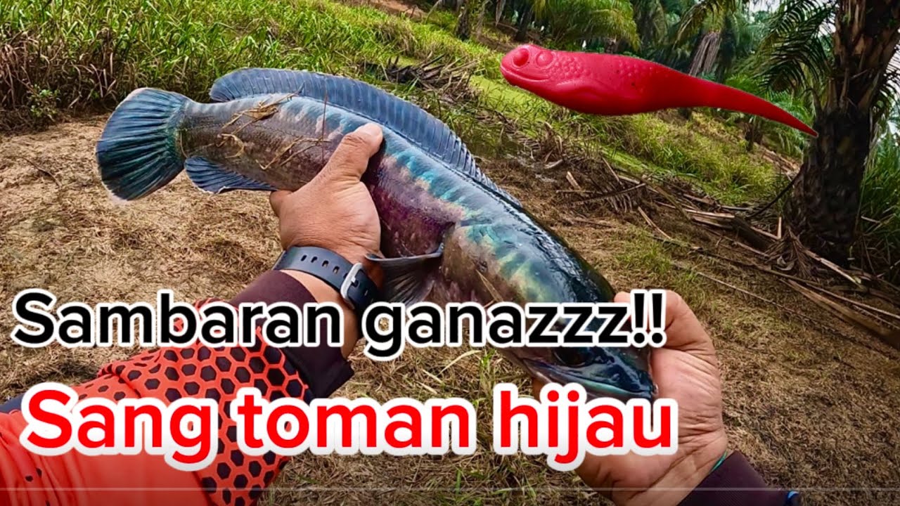 Casting haruan// toman hijau ganas menyambar sp berudu