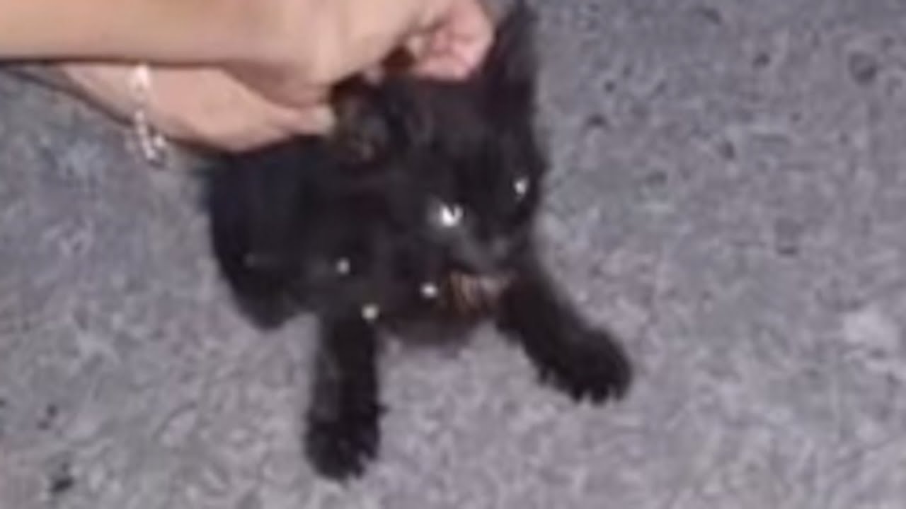 Rare cat with unusual eyes melts heart