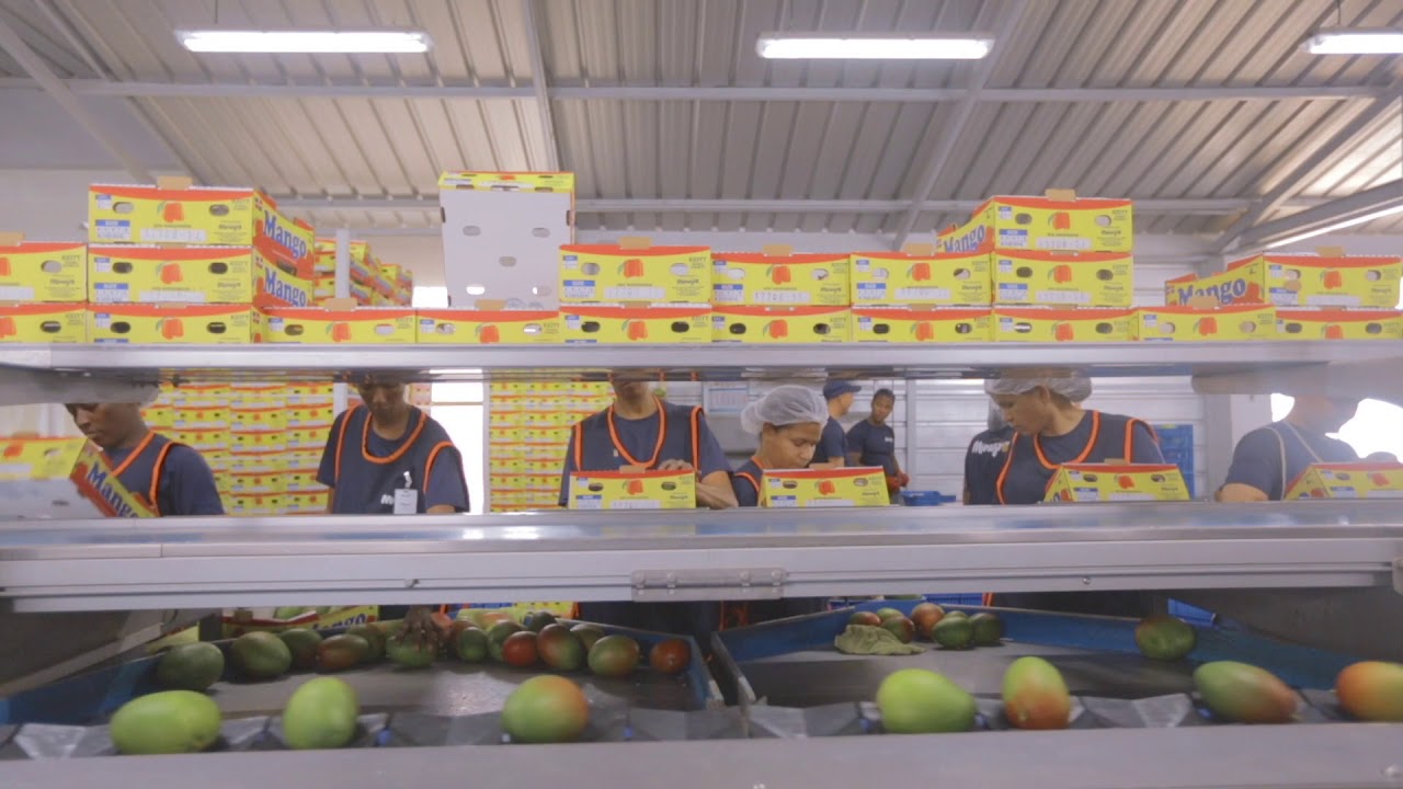 Mango - procesamiento y empaque