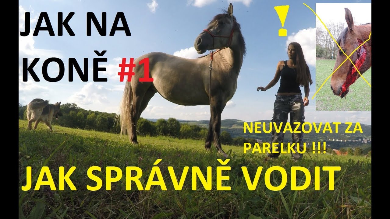 Jak na koně #1 Správné vodění, začáteční použití Parelliho vodítka+ vaše obrázky