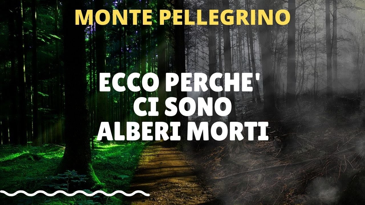 Monte Pellegrino, l'anomala moria degli alberi sul promontorio