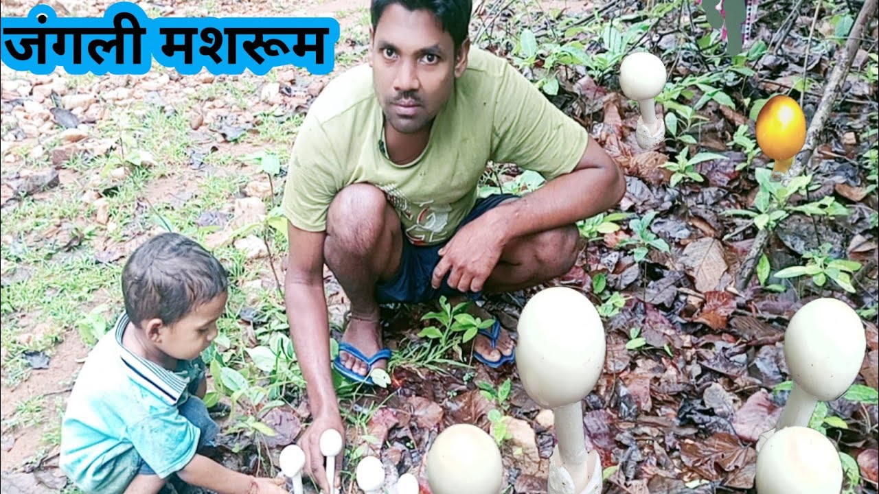 जंगली मशरूम।💯🤔👉#Sahdew s blog #daily #food #pahadi