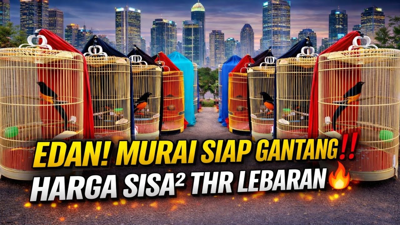 GAK MASUK AKAL‼️MURAI BATU SIAP GANTANG HARGA SISA&sup2; THR LEBARAN