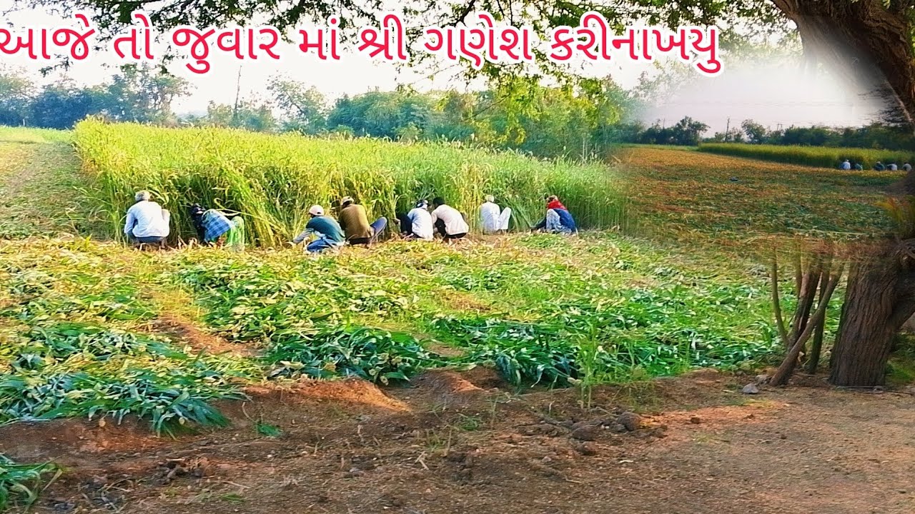 આજે તો જુવાર માં શ્રી ગણેશ કરીનાખયુ 