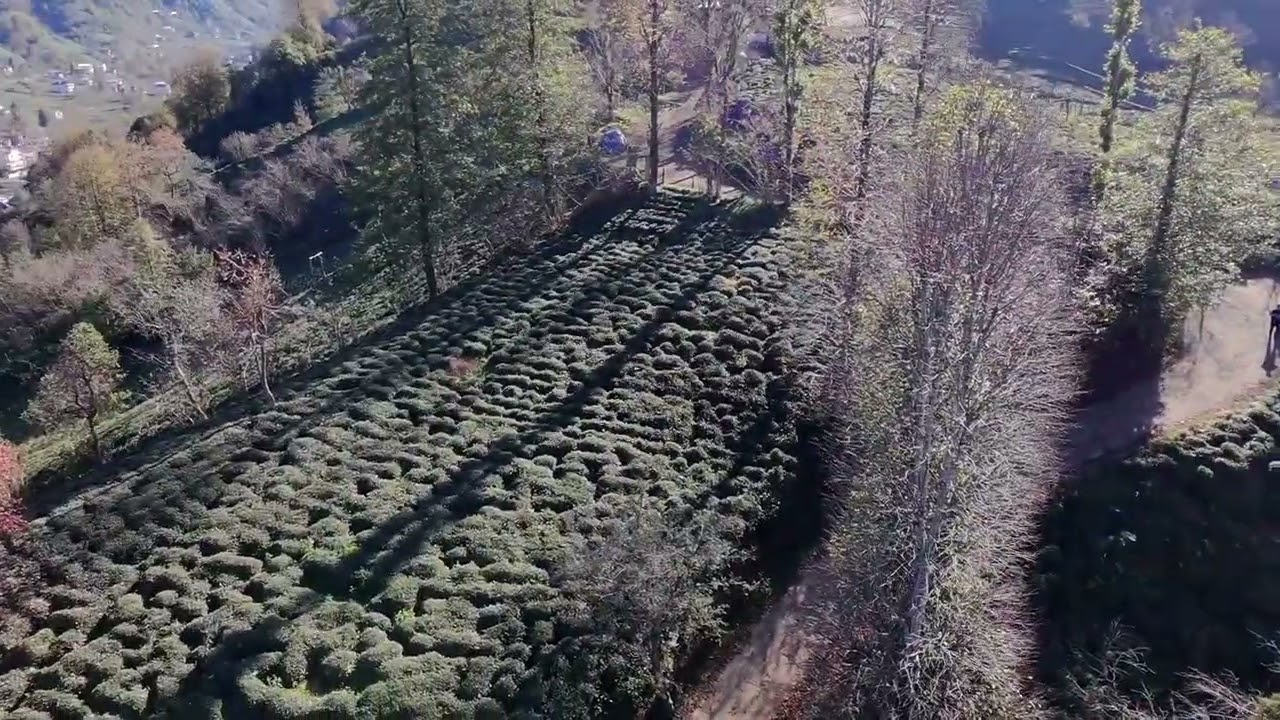 Meyvalı (Çampet) Köyü , çaylık