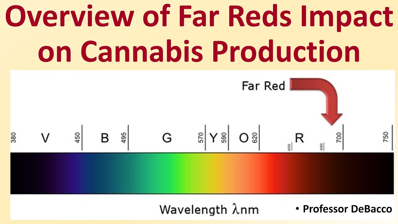 Overview of Far Reds Impact on Cannabis Production