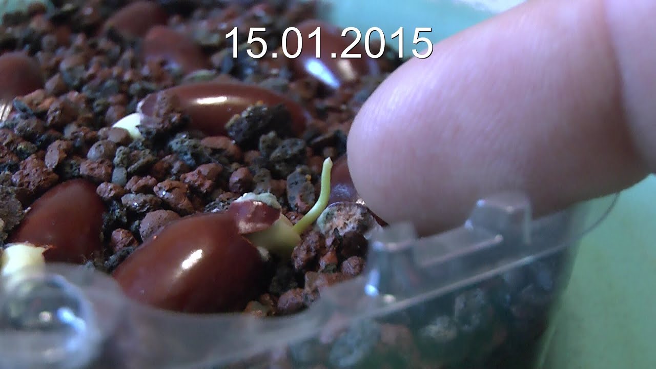 Litschi die Vermehrung ist ganz einfach Lychee for Bonsai
