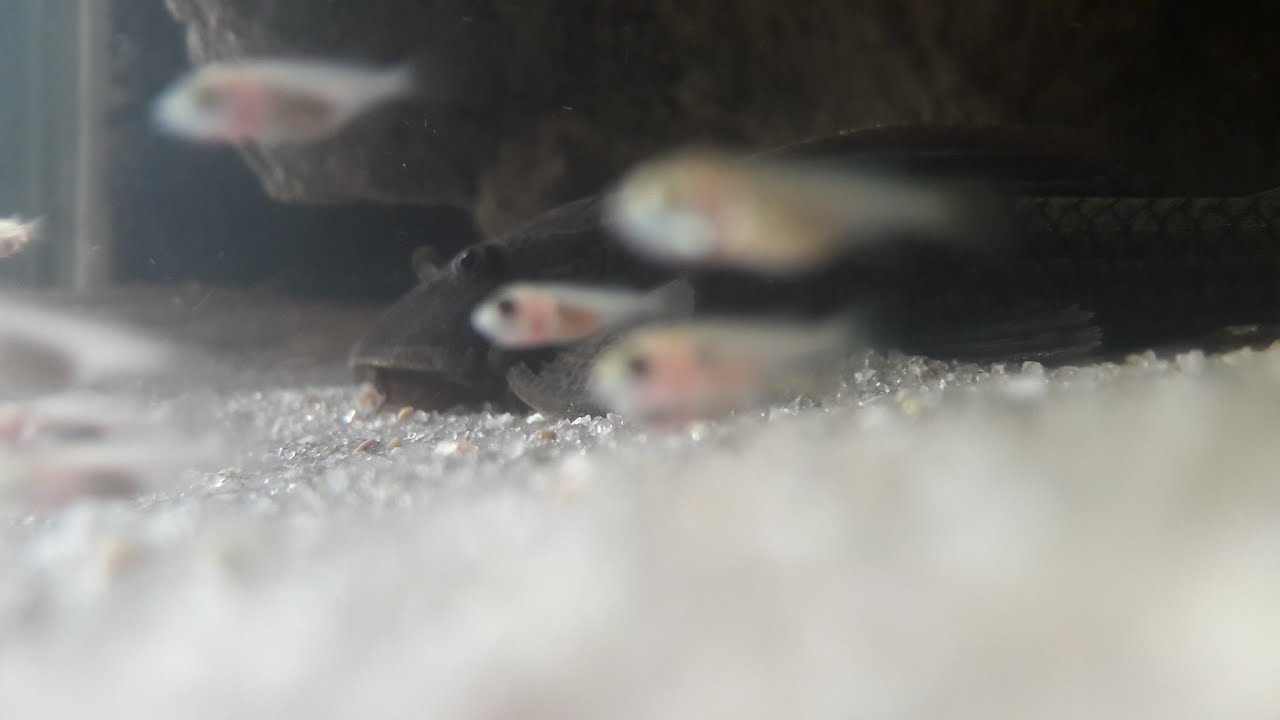 Alevinos de tilapia saint peter(rosa) com 22 dias!