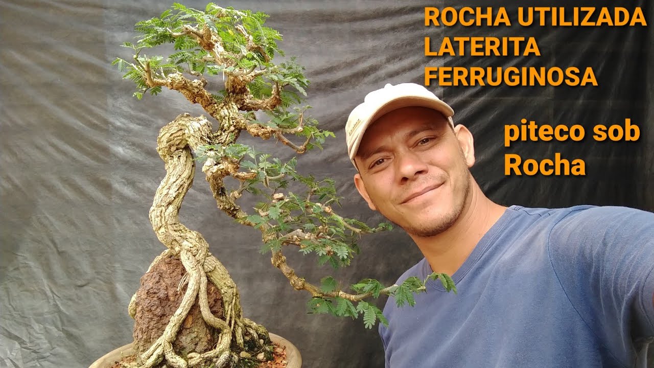 Fazendo um Bonsai Sobre Rocha
