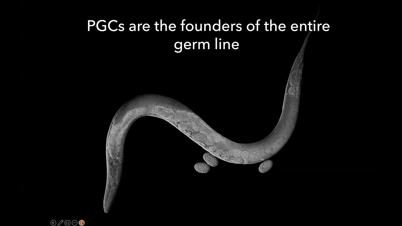 Yale Genetics Seminar 12/13/22 | Dr. Jeremy F. Nance, PhD | Regulation of C. elegans primordial.....
