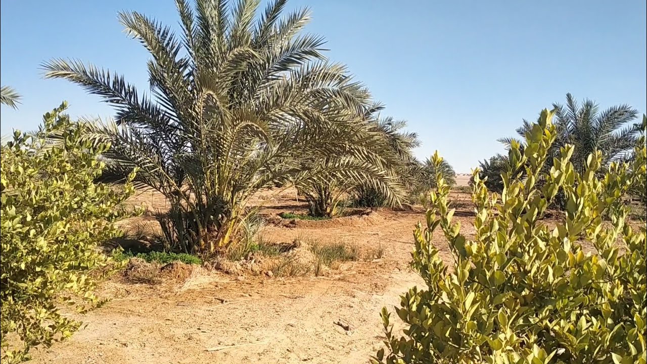 مزرعه نموذجيه🪴🌴 بالواحات البحريه ✅قريه الحاره 🇪🇬 المهندس احمد عبد الباسط 